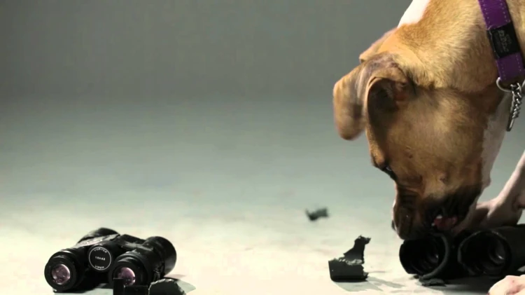 65051aa15a49b0e667878ca26b6dbe1f